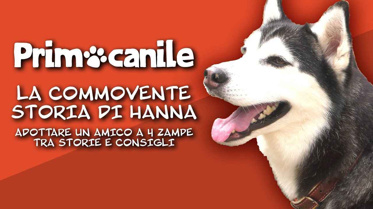 Primocanile, l'adozione - Le toccanti storie di Hanna, Xena e Sophie