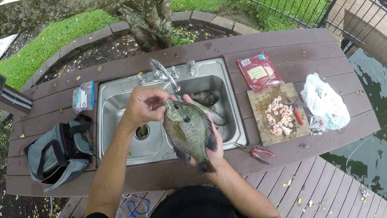 Fishing for giant catfish ( Lake Conroe)