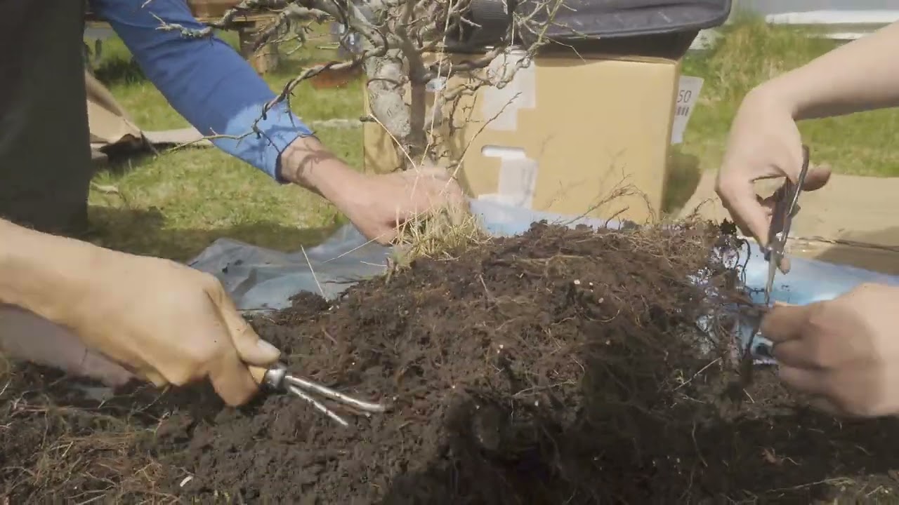 Yamadori bonsai - přesazování 2022