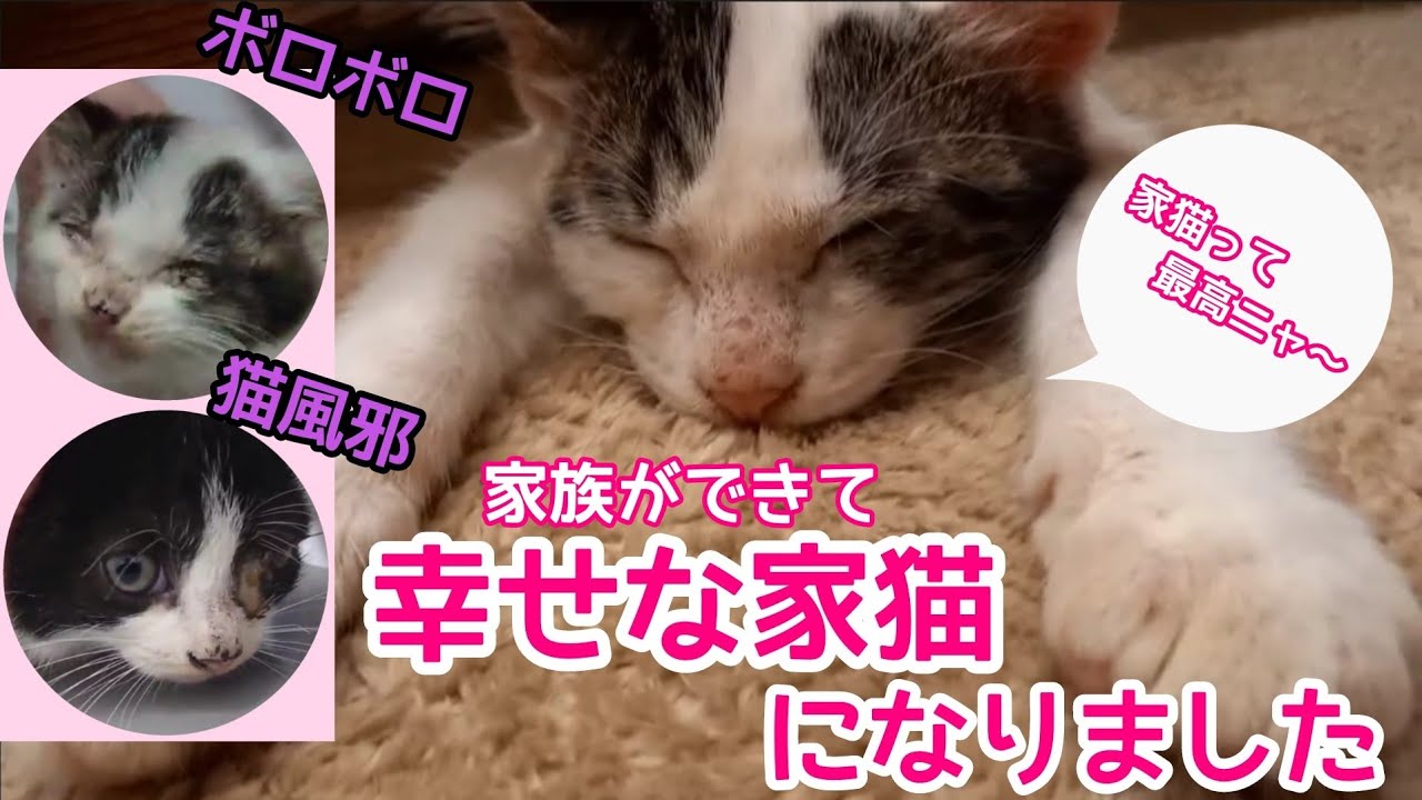 【解体現場から保護】保護主様が家族に迎えてくださり、家猫になりました！