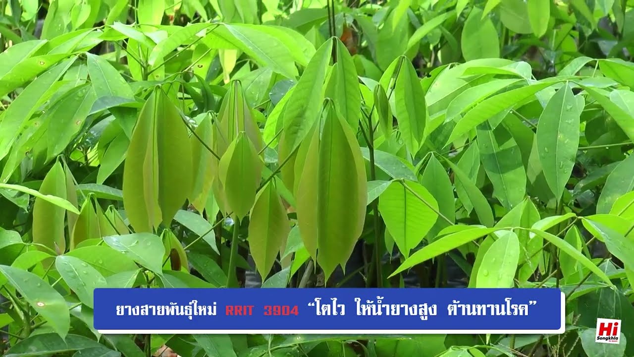 RRIT 3904 จิ้นพันธุ์ยางผู้ผลิตและจำหน่ายยาง อ.สะเดา จ.สงขลา ได้รับการรับรองจากกรมวิชาการเกษตร