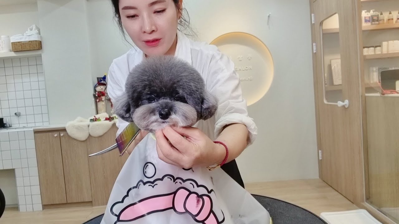 [애니살롱] 너무 귀여운 파티푸들 고객님!!! / Partypoodle grooming
