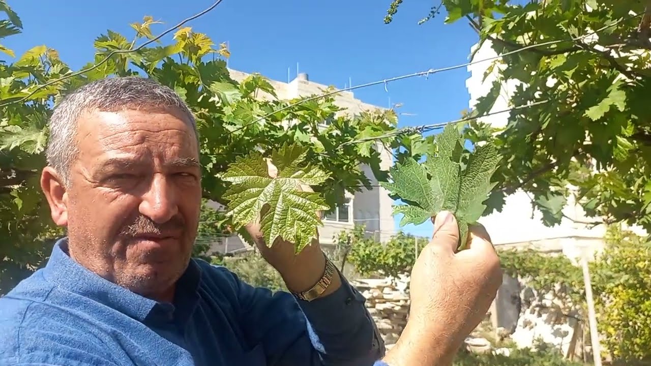 الطريقة الصحيحة لقطف اوراق العنب How to Pick Grape Leaves