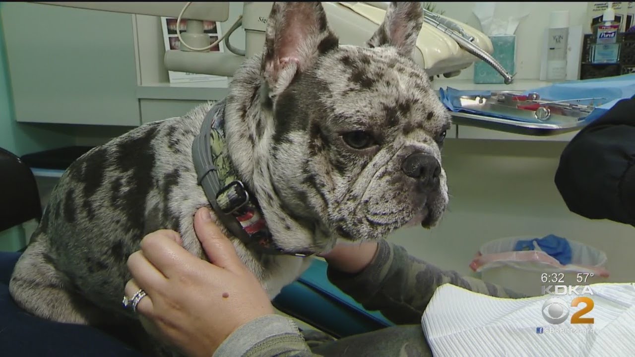 Dentist's Office Using Therapy Dog