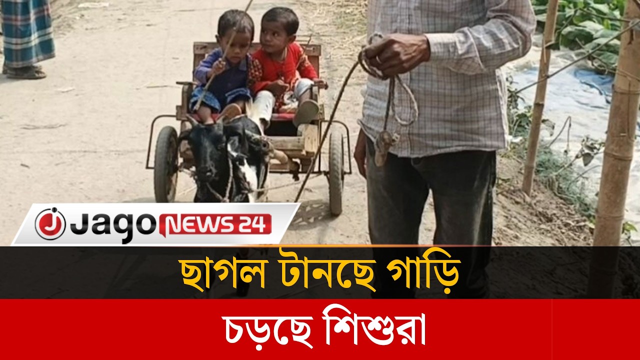 গরু-ঘোড়া নয়, লালমনিরহাটের মেঠো পথে চলছে ‘ছাগলের গাড়ি’ | Lalmonirhat | Unique Vehicle | Jago News