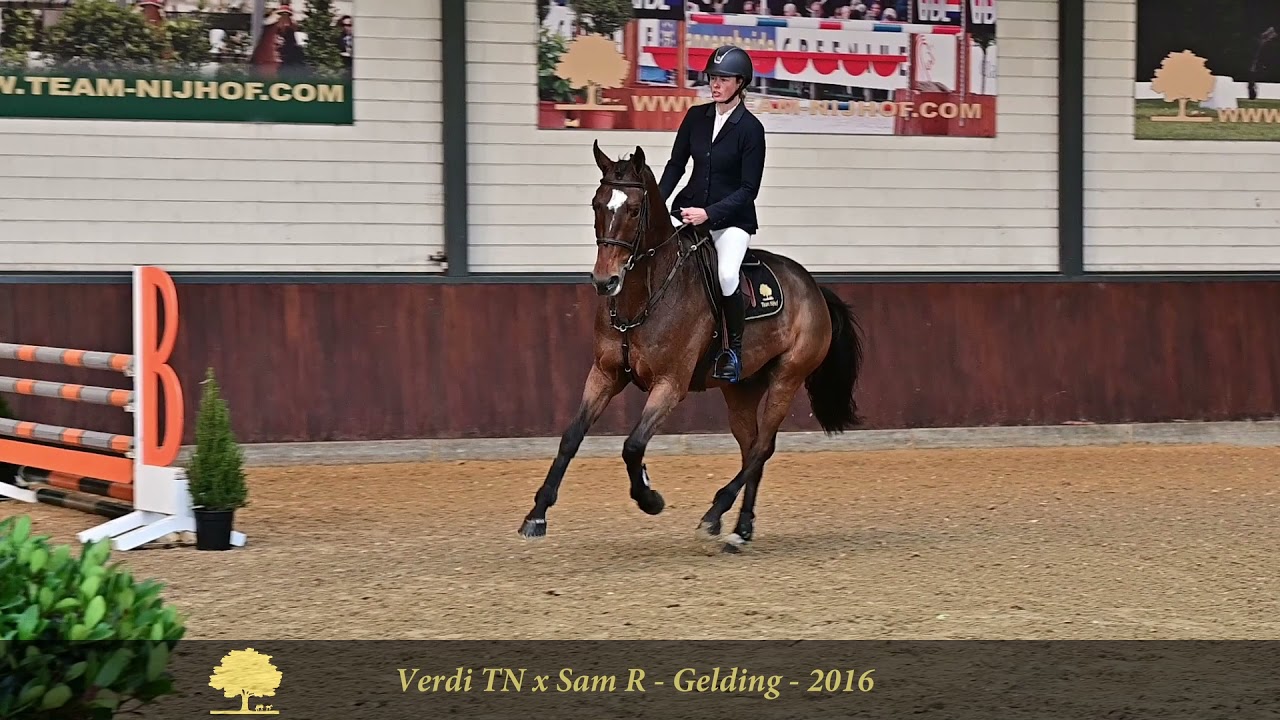 16. L Ruperth P (Verdi TN X Sam R)