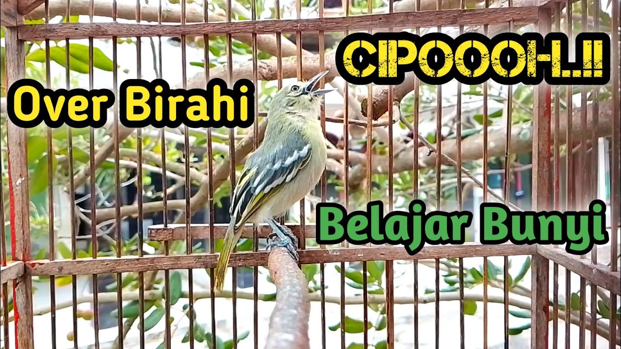 SIRTU CIPOH OVER BIRAHI BELAJAR BUNYI