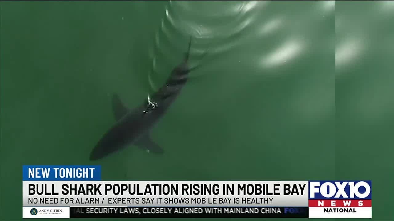 More Bull Sharks in Mobile Bay, according to new study