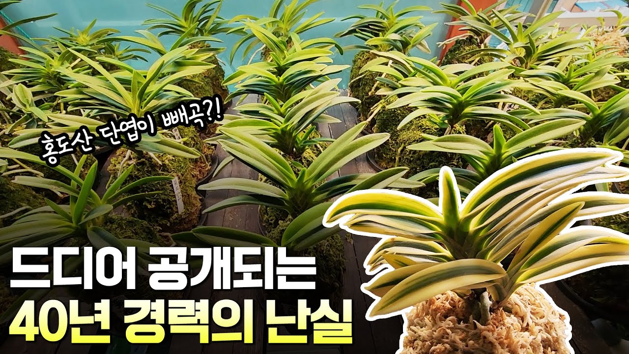 초레어 한국자생풍란을 초명품으로 진화시키다! 40년 난초장인 베란다 난실 드디어공개!!홍도관