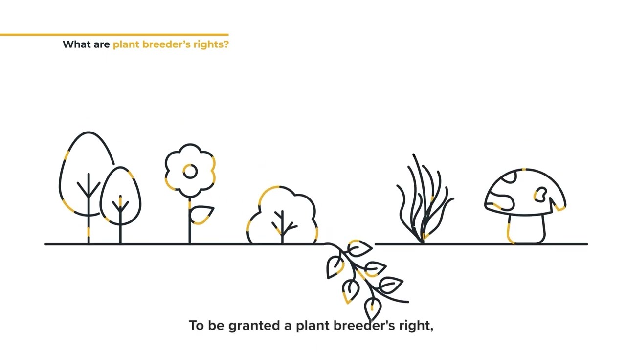 What are plant breeder's rights?