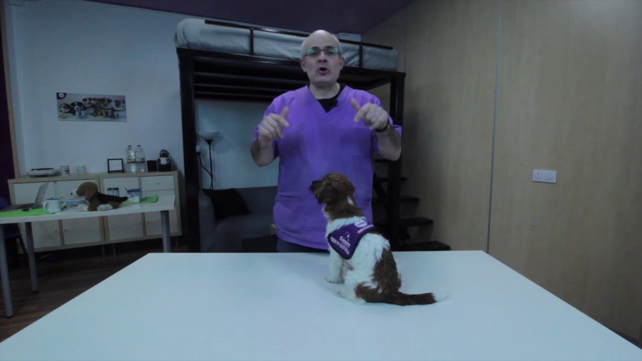 Taller de Adiestramiento CANEM: Tumbarse o 