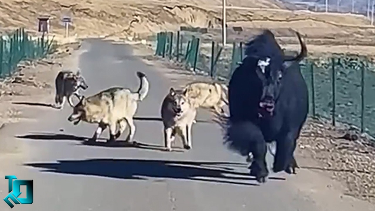 Nature Runs Wild / Crazy Animal Incidents Caught on Camera