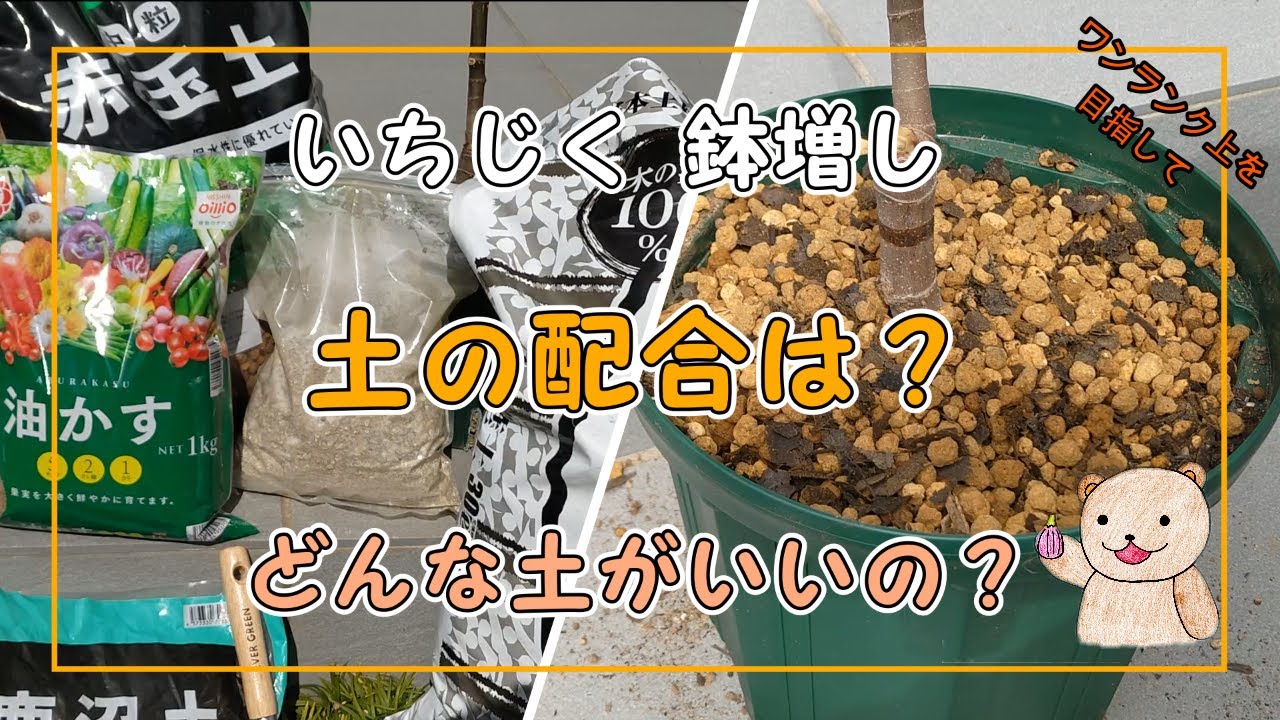 【いちじく】土の配合はどうする？ 鉢増しの土【保存版】