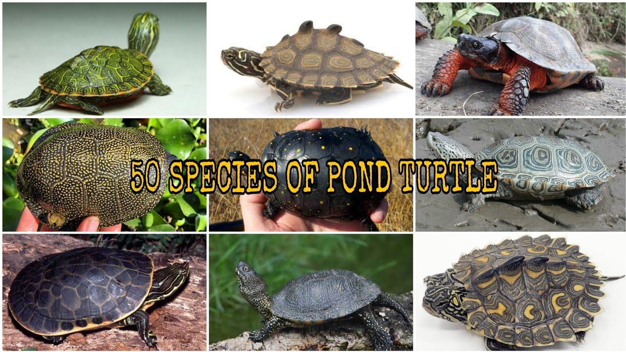 WHICH ONE DO YOU LIKE THE MOST?. 50 SPECIES OF POND TURTLES (Emydidae)