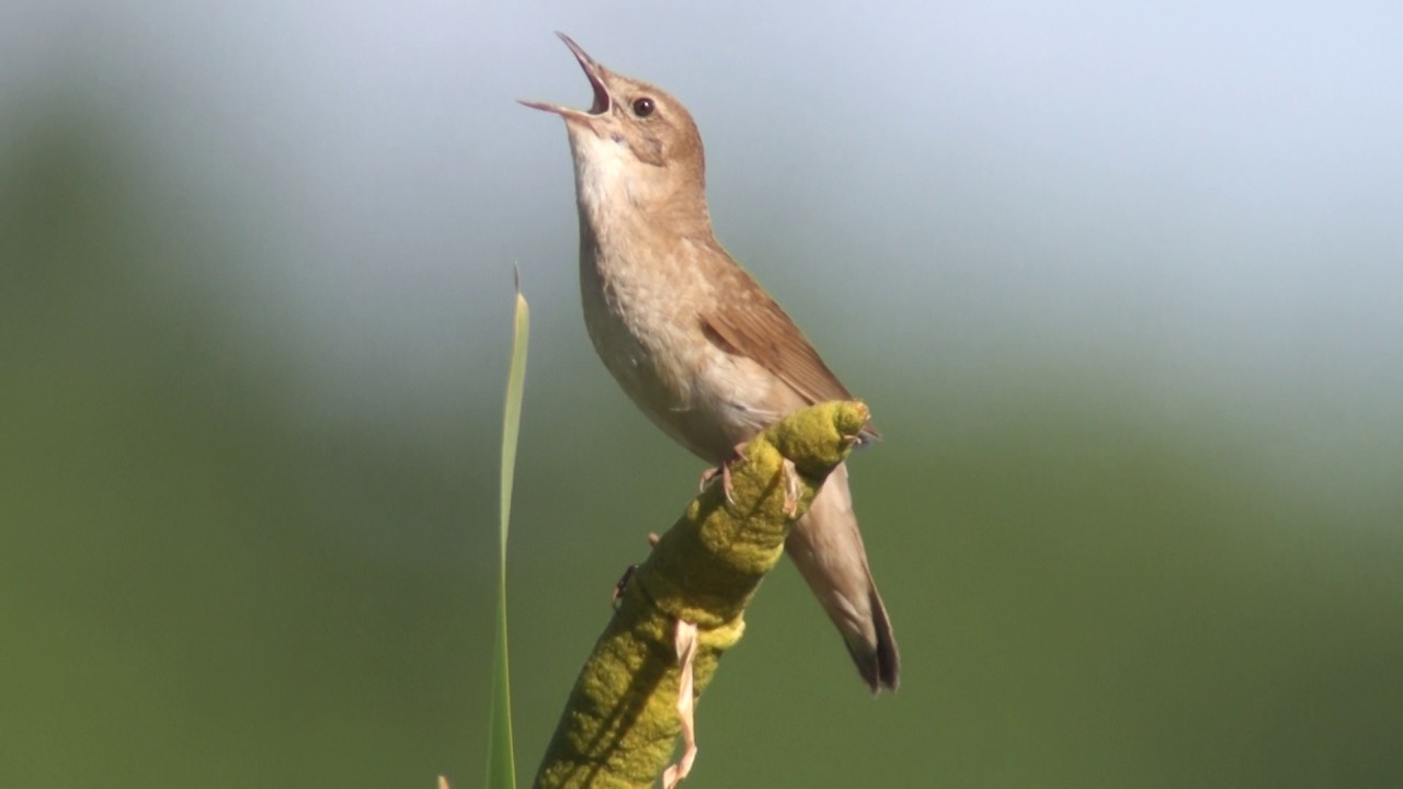 brzęczka Locustella luscinioides Awifauna Doliny Krzny
