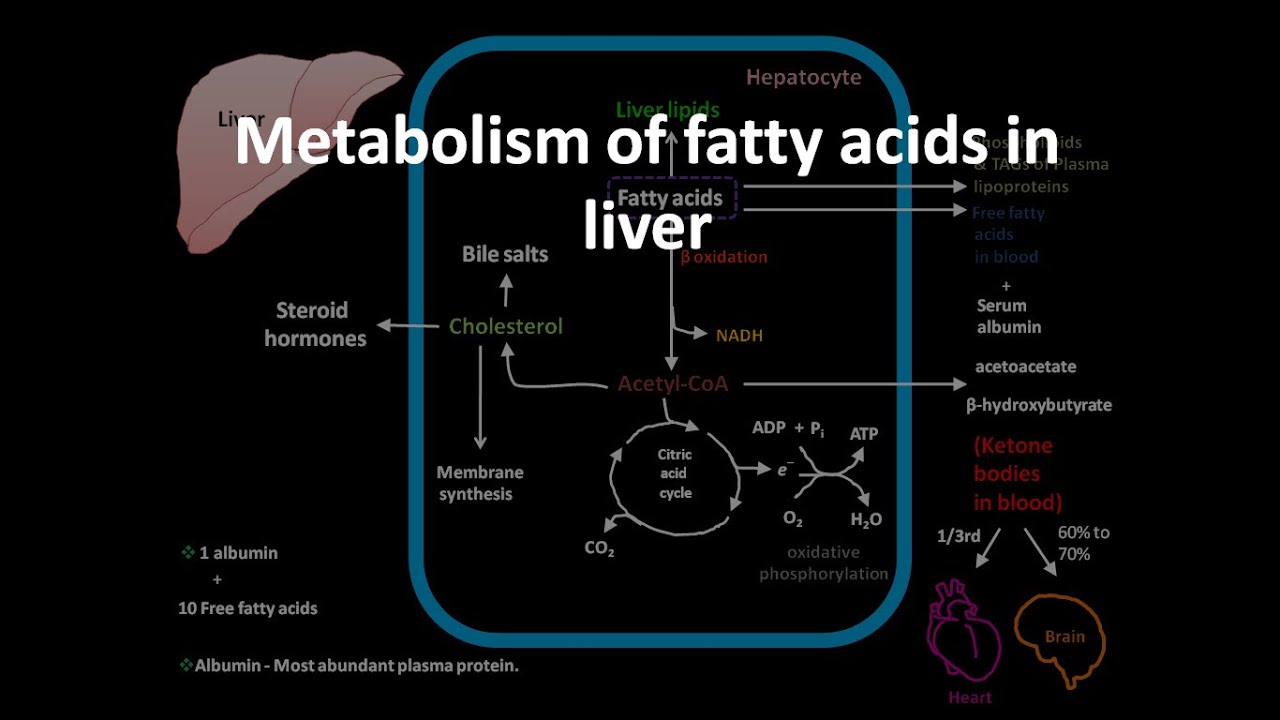 Fatty acid metabolism in liver