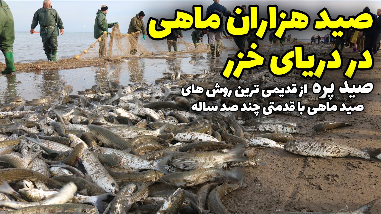 صید هزاران ماهی در دریای خزر | ماهیگیری به سبک صیادان شمالی