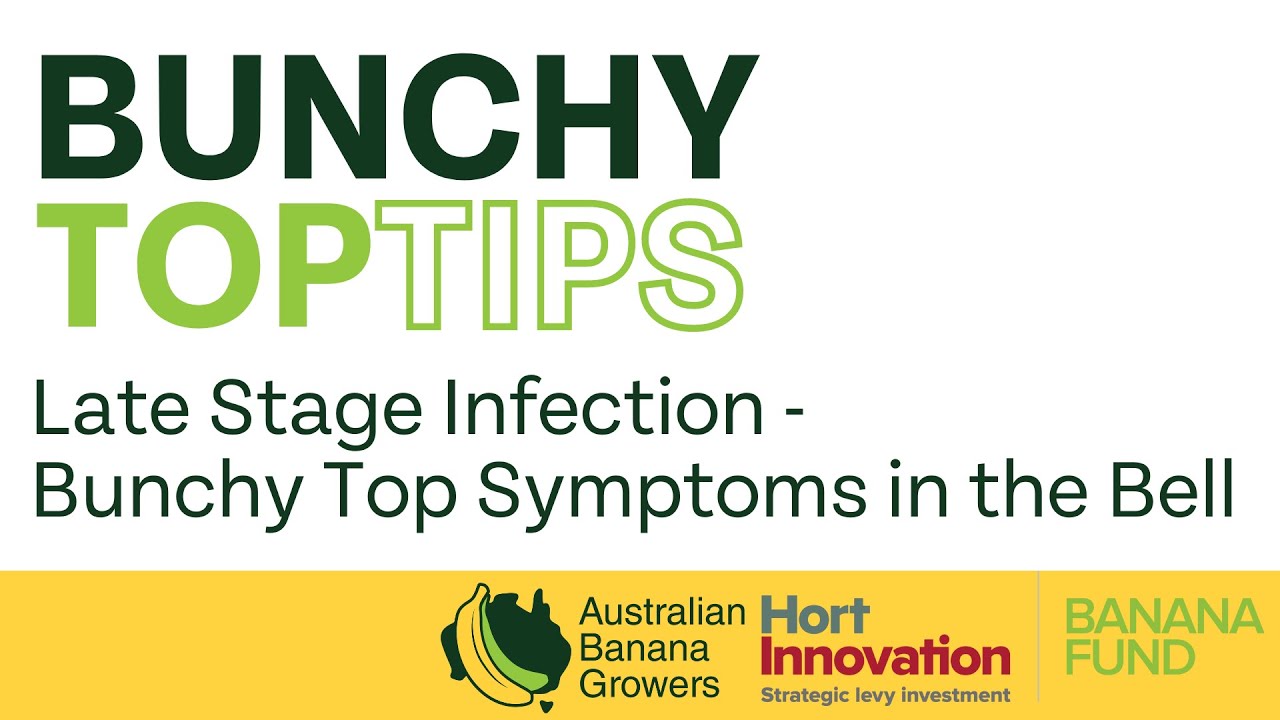 Late Stage Infection - Bunchy Top Symptoms in the Bell