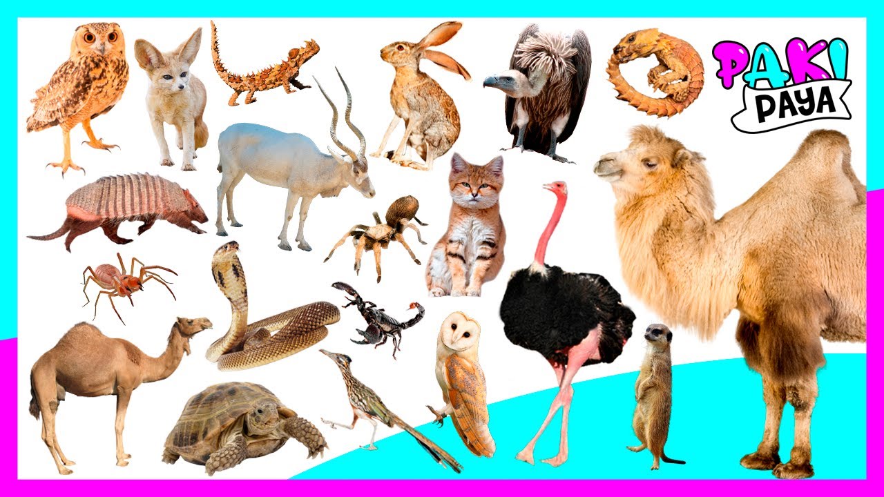 LOS ANIMALES DEL DESIERTO - DESERT ANIMALS 🐫🐪/ Video educativo