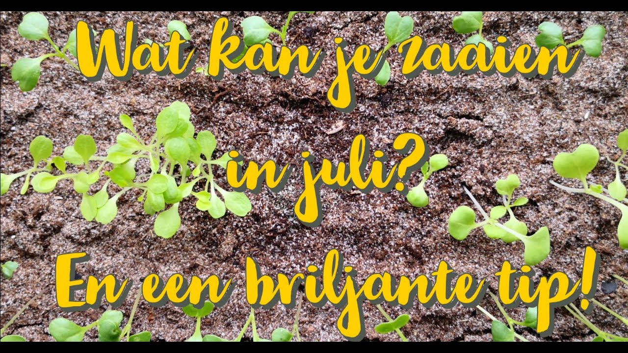 Wat kan je in juli zaaien? En een simpele tip om strobalen compact te houden!