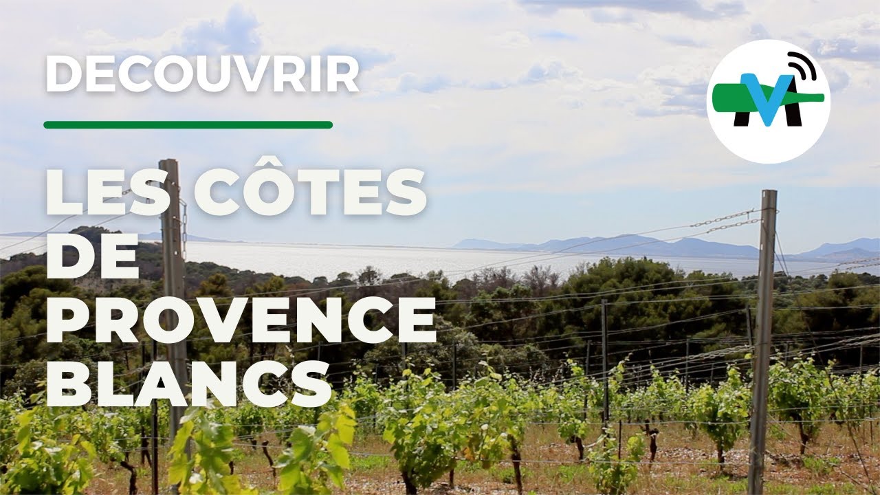 À la découverte des côtes de Provence blancs