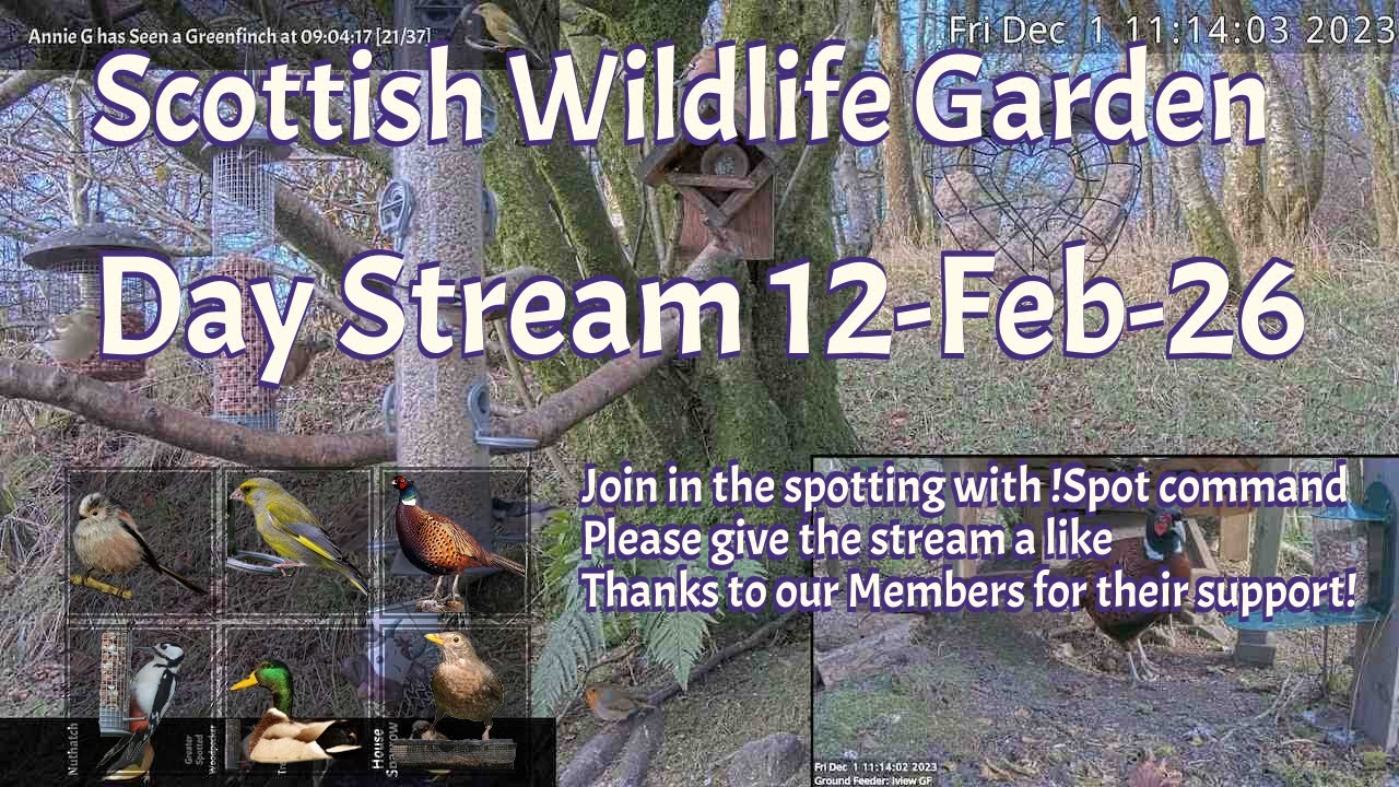 Day Stream February 12th 2026 | Bird Feeders, Wildlife Cameras Scotland UK from SWG