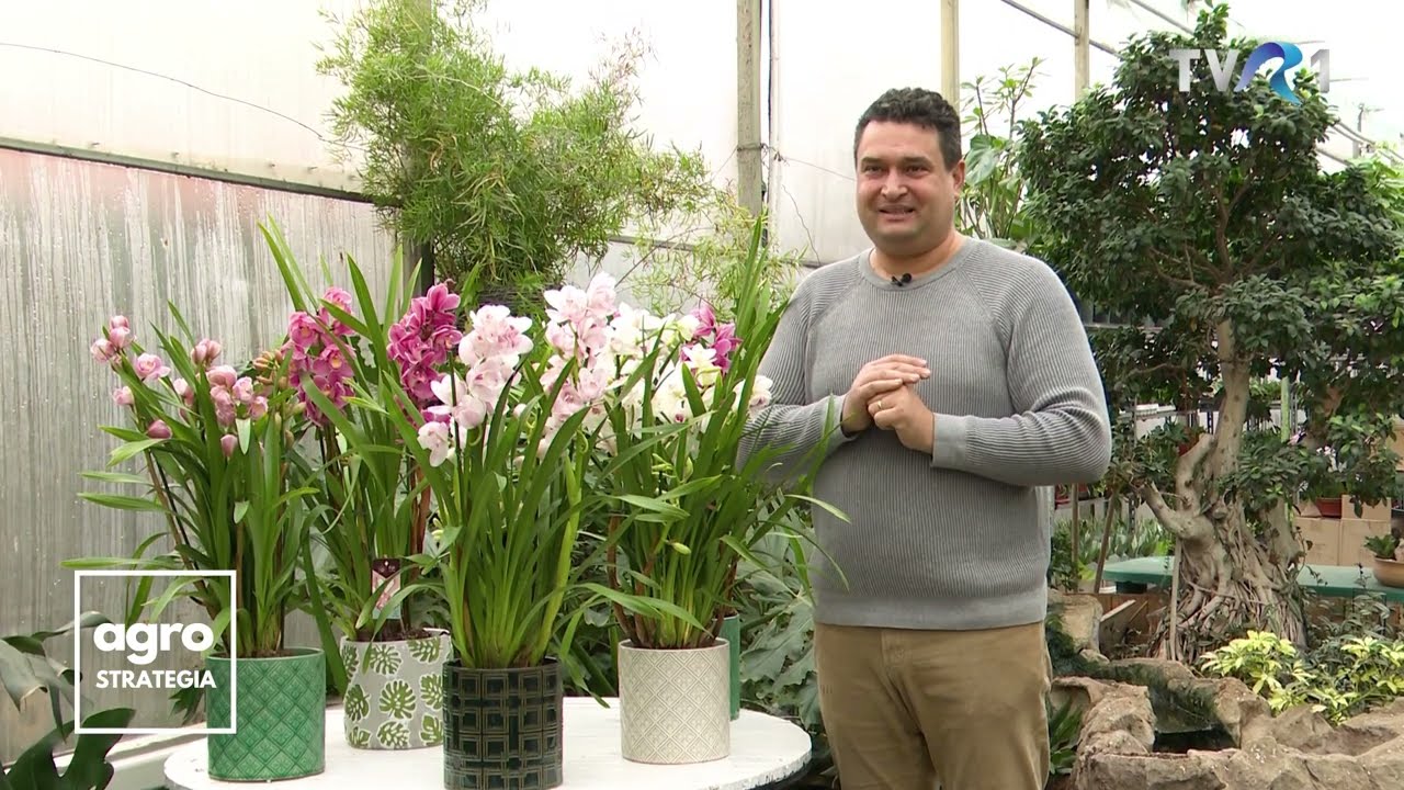 În Grădina Danei: Îngrijirea primulei - Răsadurile de roșii - Orhideea Imperială