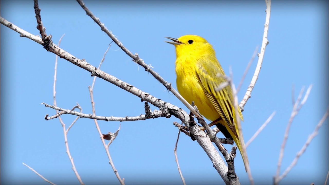 Yellow Warbler (Setophaga petechia)