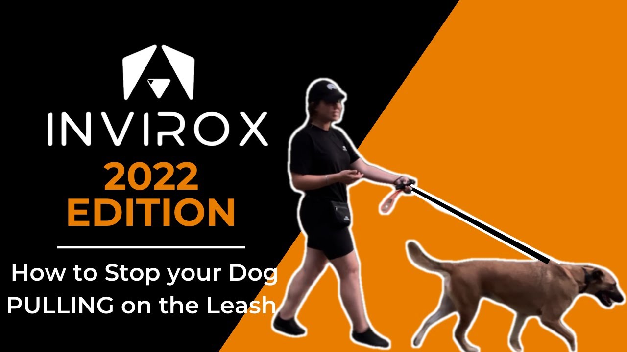 How To Stop Your Dog PULLING On The Leash - E COLLAR TRAINING