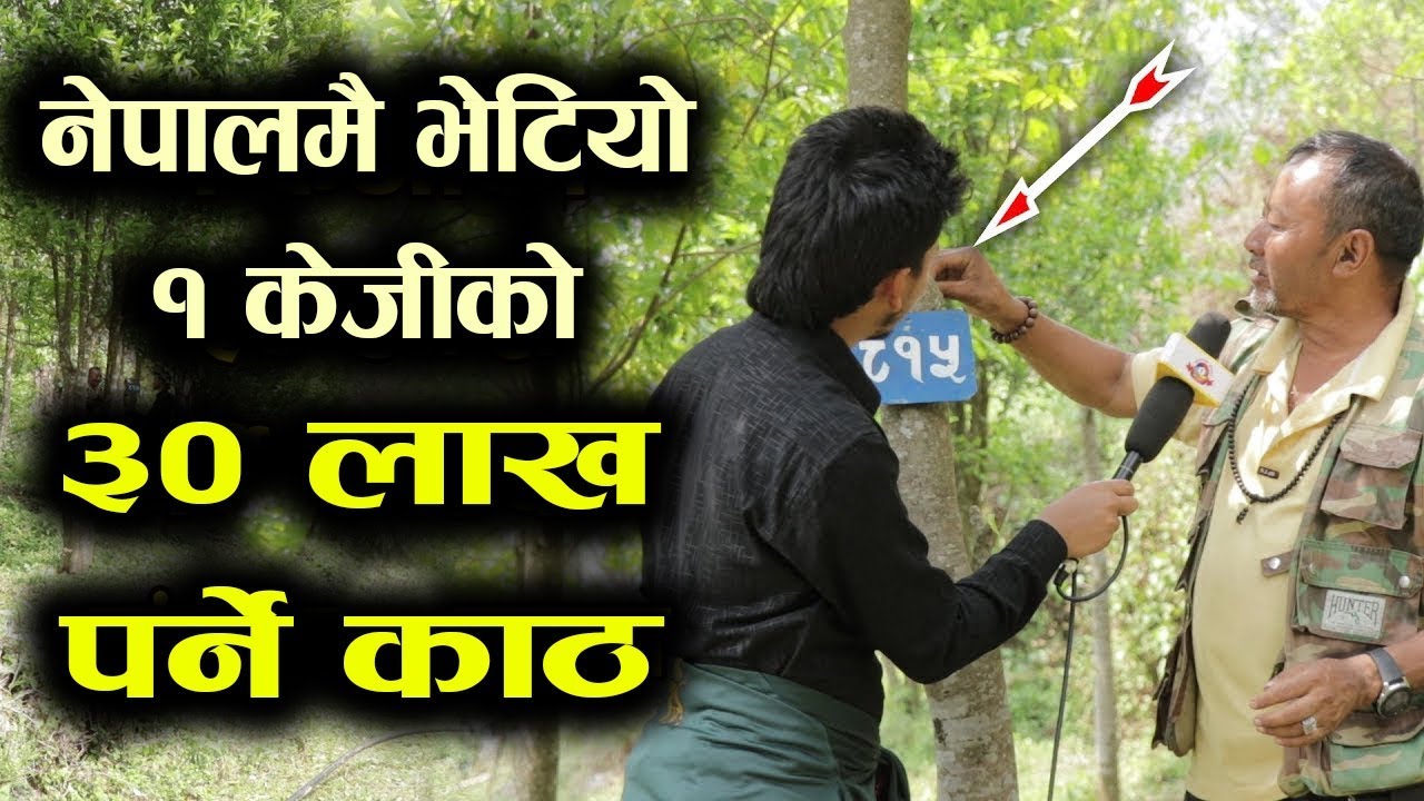नेपालमै भेटियाे पैसा फल्ने रुख, हामी जंगलमै पुग्दा यस्ताे भेटियाे | Saptarangi Ojhelka Khabar