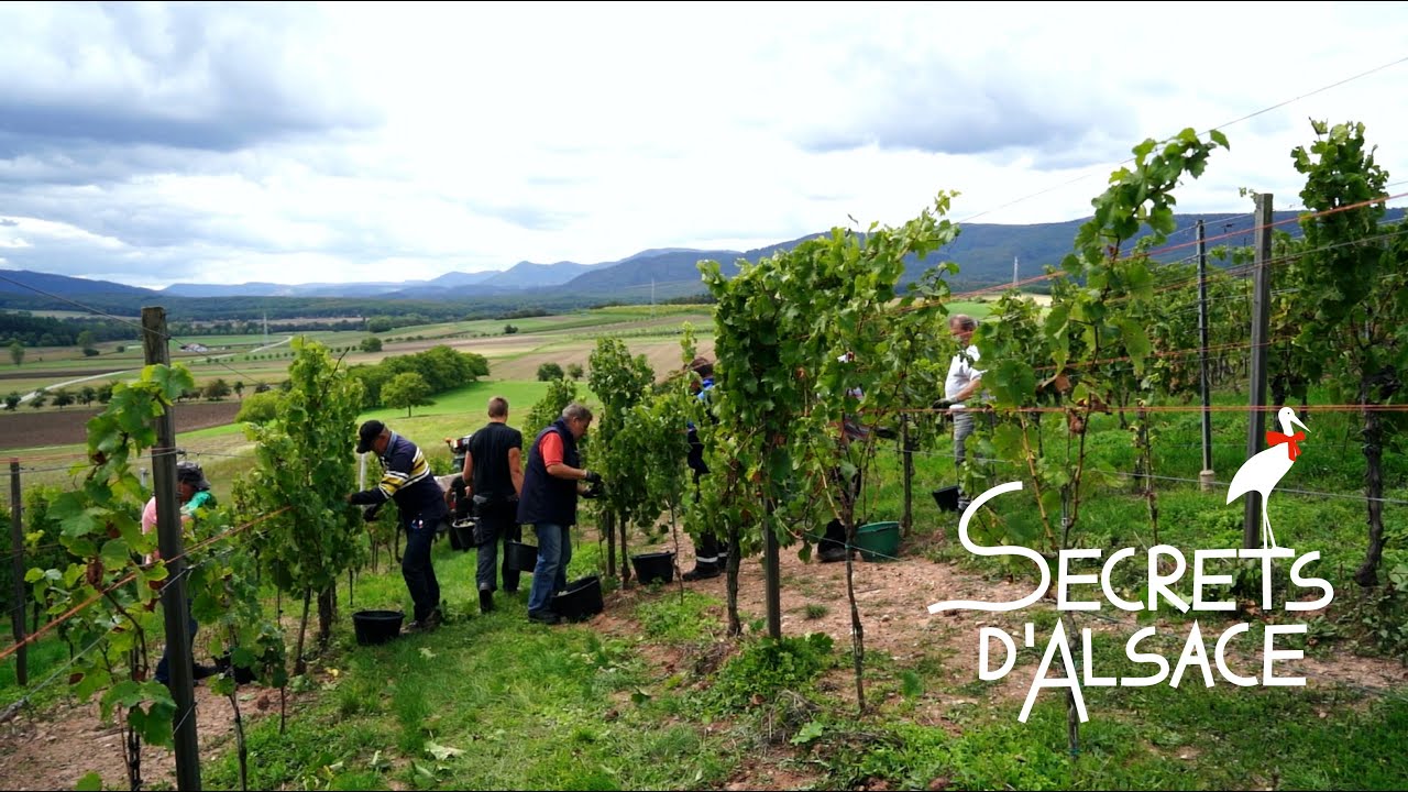 Les vendanges - Secrets d'Alsace