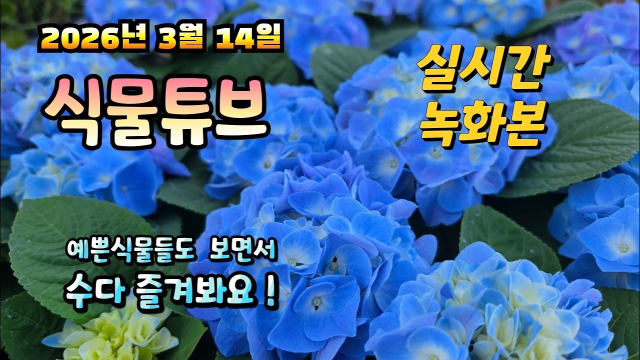2026년 3월 14일 실시간 방송으로 예쁜식물들  보면서 수다 즐겨봐요.  식물튜브 plant tube 라이브 방송  #양재꽃시장 #식물튜브 #식물아빠