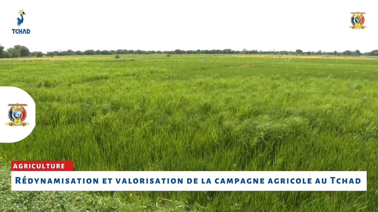 AGRICULTURE - Rédynamisation et valorisation de la campagne agricole au Tchad