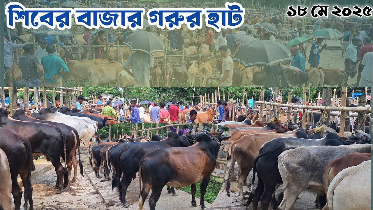 Siber Bazar Gorur Haat 2025 Today | ছোট-বড় ষাঁড়, বলদ আর দেশি গাইয়ের হাট।