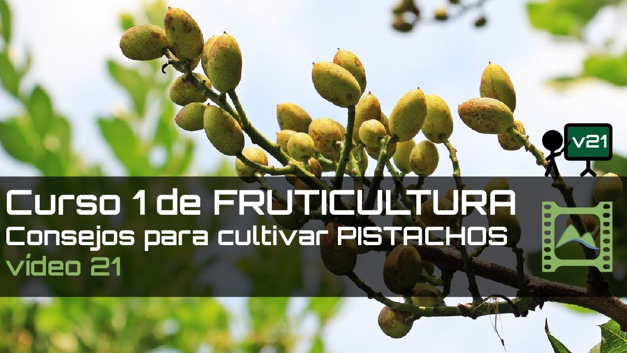 Consejos para cultivar PISTACHOS Curso básico de FRUTICULTURA 2020: Capítulo 21 | LdN