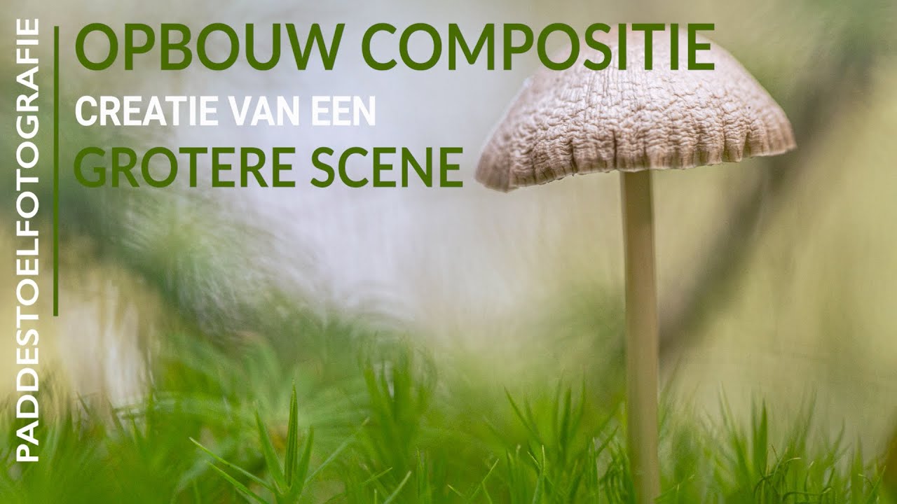 Paddenstoel fotografie - opbouw compositie