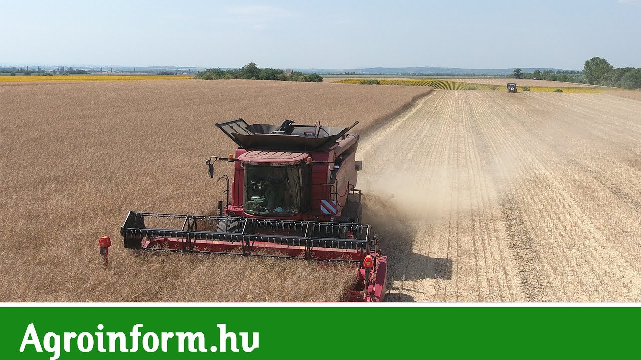 Csak Case IH kombájnok a Dörömbözi Kft.-nél