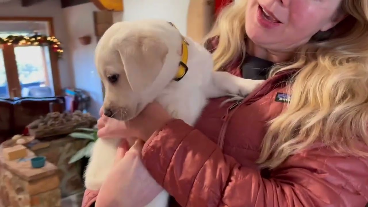 FLASHBACK FRIDAY: Sweet Lab Puppy, JOY, Goes Home to her new Mom & Sister #labrador #puppy