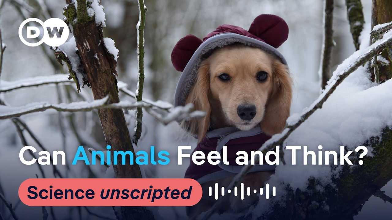 Do animals have emotions and thoughts? | Science Unscripted  Podcast🎙️