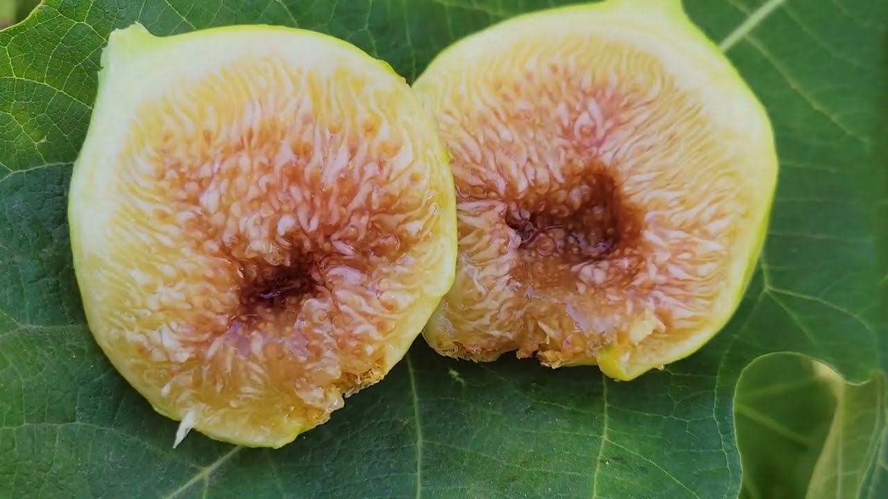 unknown honey fig tree 2026