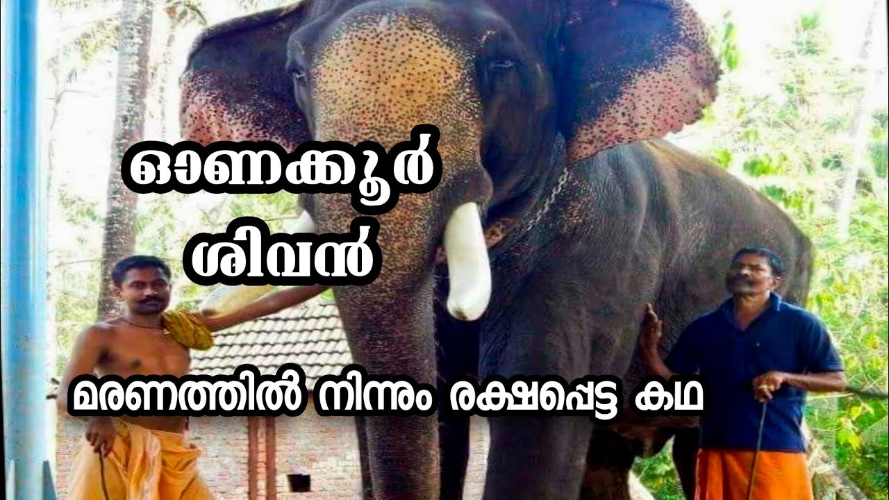 ഓണക്കൂർ ശിവൻ ചേട്ടൻ്റെ ആന അനുഭവങ്ങൾ Part 2  | Onakkoor Sivan | T4Trip