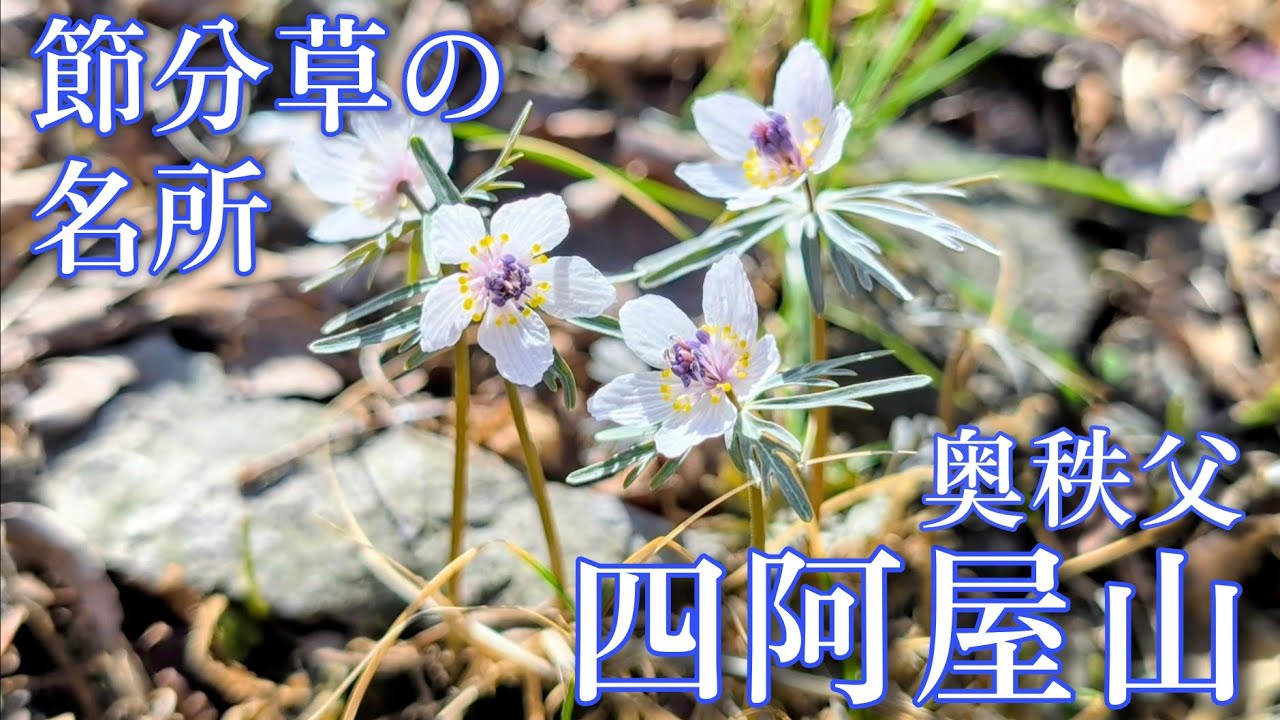 【奥秩父☆四阿屋山】節分草園と福寿草園地、2つの花の名所を巡ります！（2026/3/1）