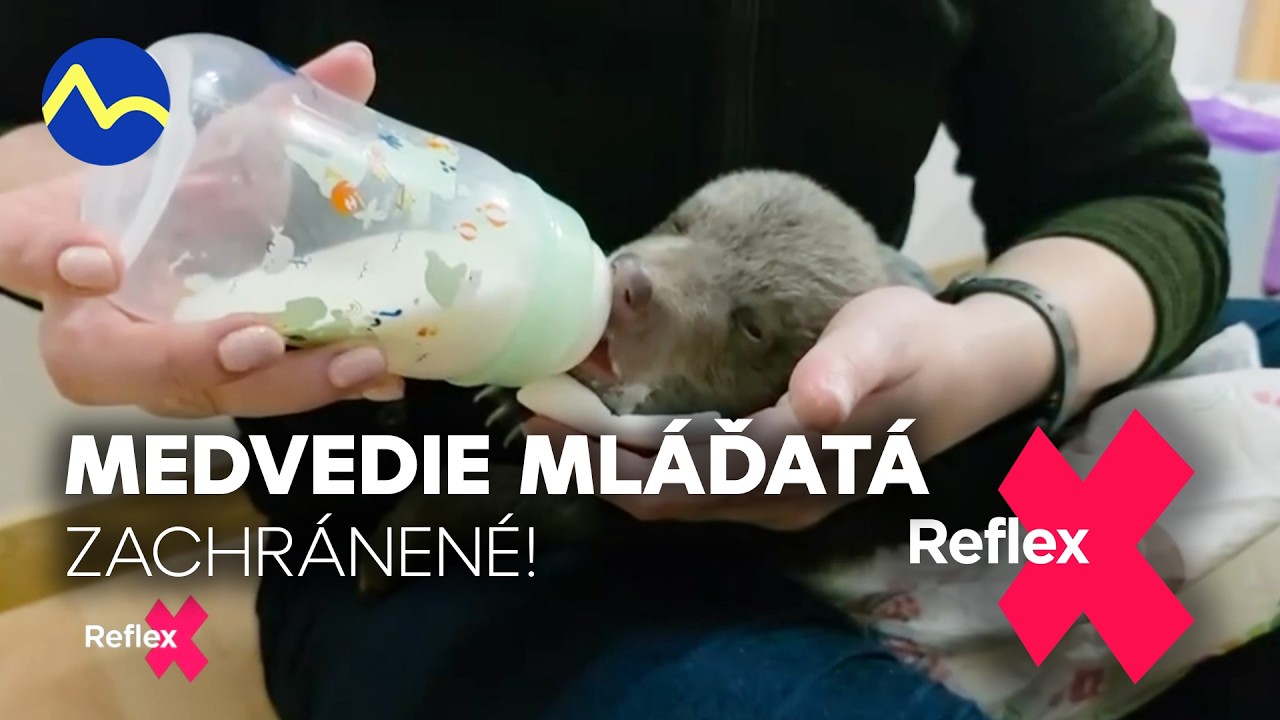 Záchrana medvedích mláďat! | Reflex