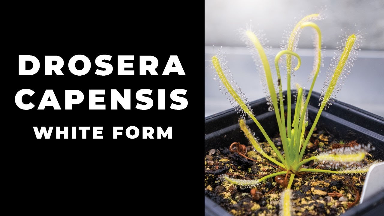 Drosera capensis 