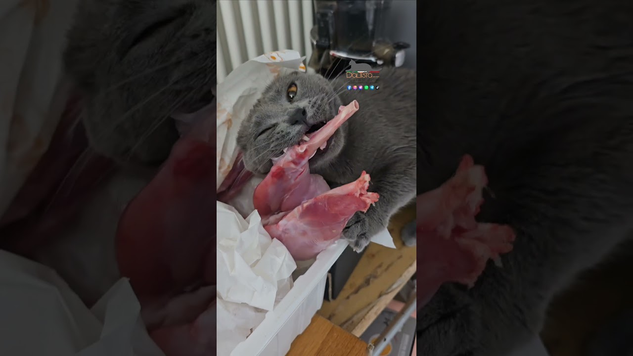 Like for the right food for your cats 😜😜😜#certosino #chartreux #cats #kitten #love