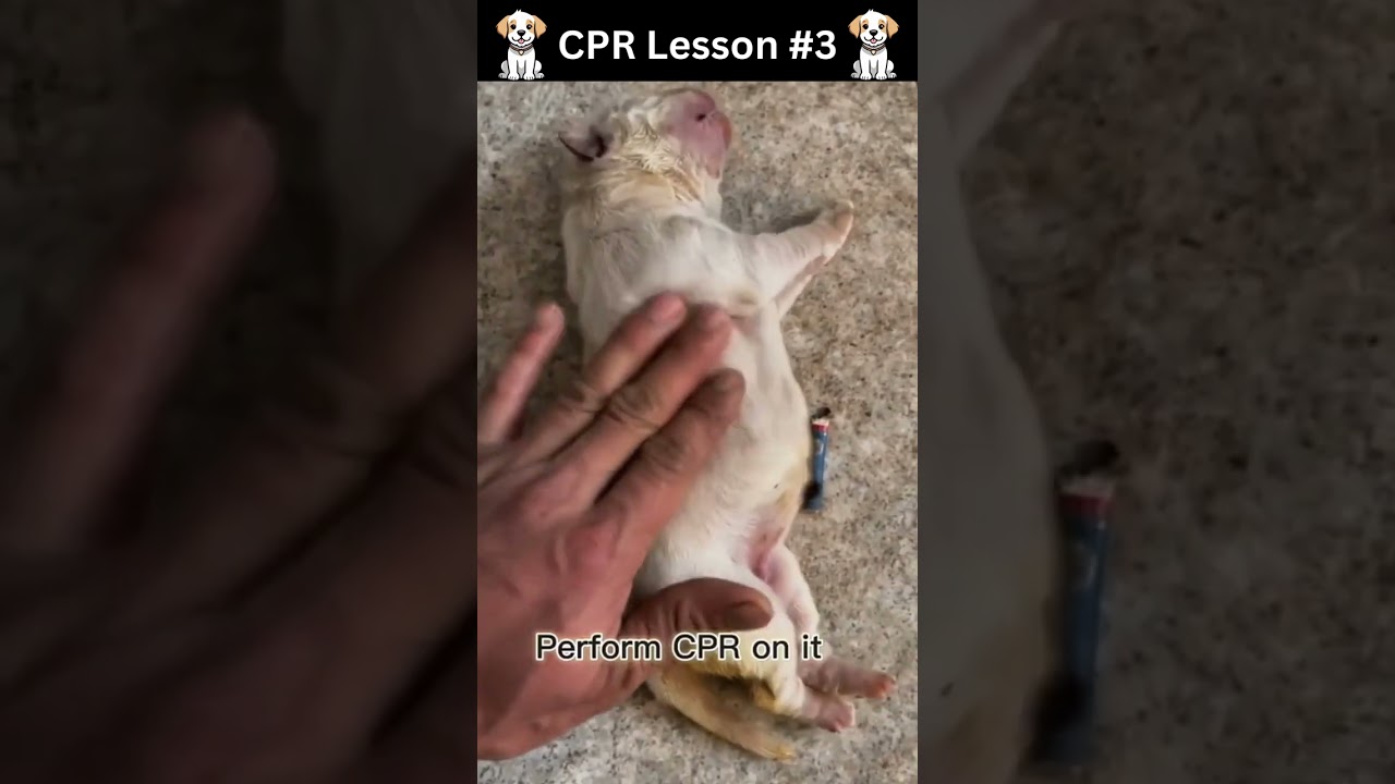 Dog/Puppy CPR Lesson 3 #shortvideo #animals #dog #cute #love #trending  #cpr