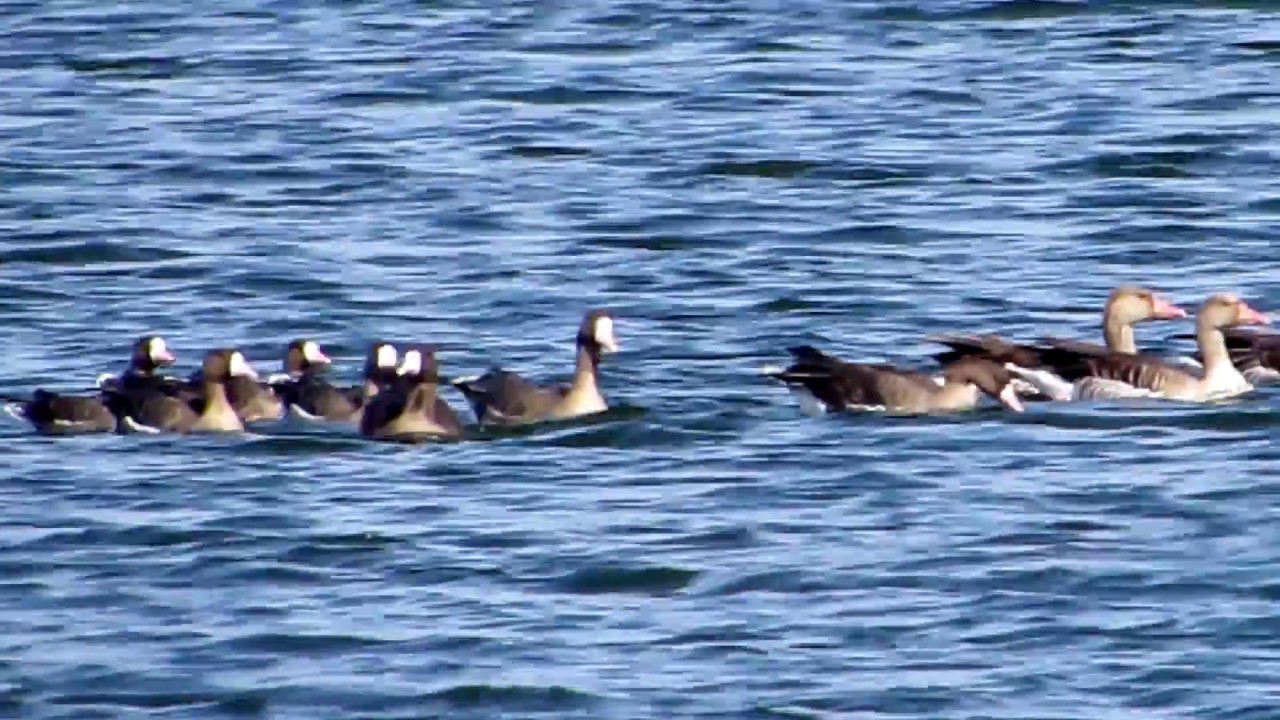Greater White-fronted Goose (Anser albifrons) and Greylag Goose (Anser anser) - Cyprus