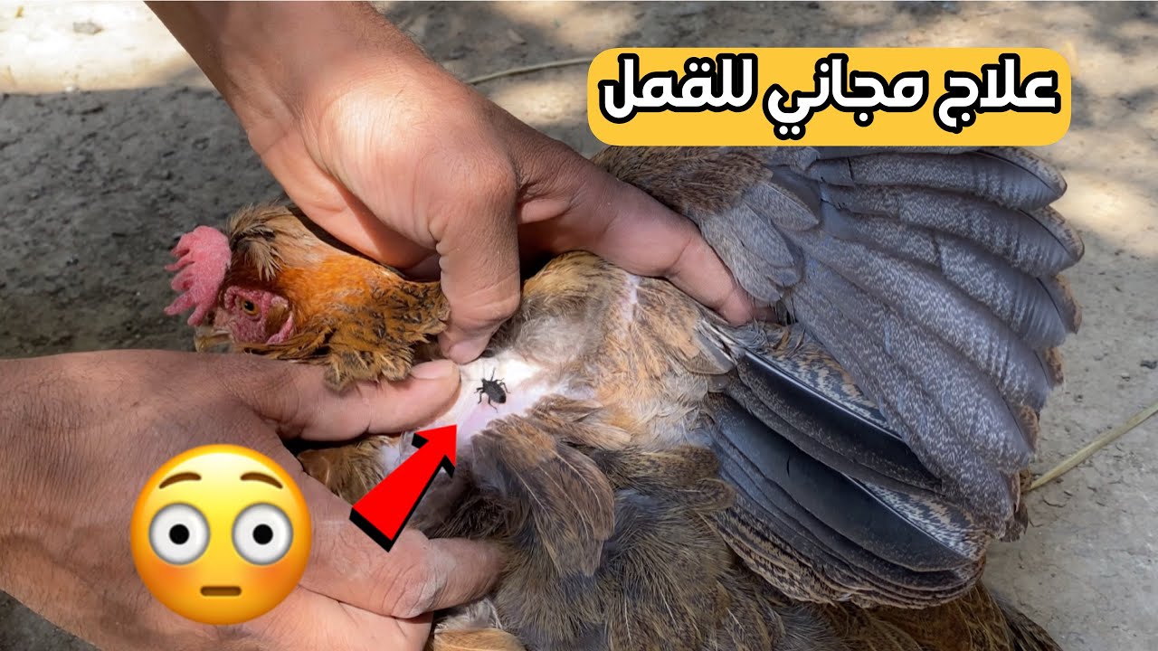 علاج مجاني لقمل الدجاج