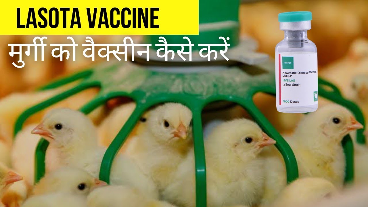 मुर्गी को वैक्सीन कैसे करें 👈 बहुत जरूरी जानकारी 7th Day Lasota Vaccine @poultryvaccine
