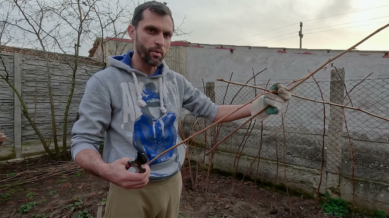 Cum să Înmulțești Zmeura: Explicație Pas cu Pas